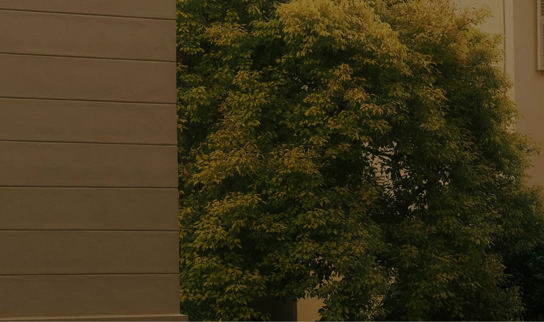 Dense green foliage of a tree partially covering a beige building wall.