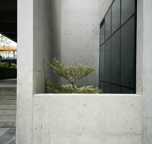 Small tree growing within minimalistic concrete architecture with stairs on the left.